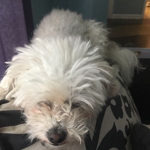 Meet your Posher, Janet